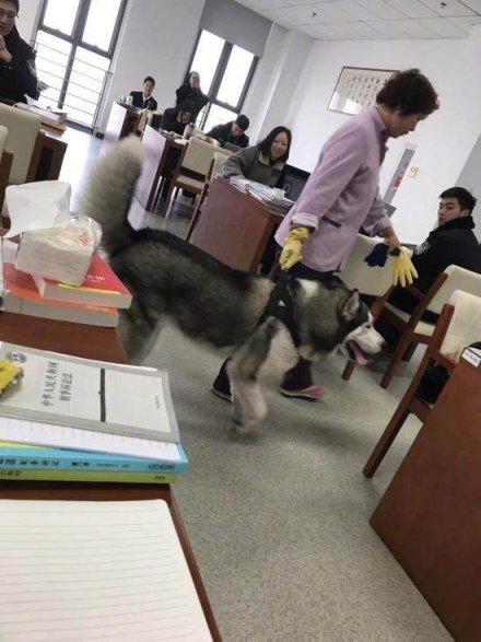 二哈偷偷溜进警校图书馆 希望当警犬 无奈被保洁阿姨拖走
