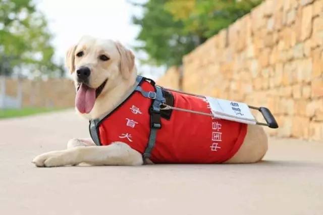 在我心里，这些才是中国最受欢迎的十种狗狗