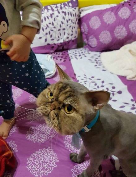 网友把猫咪送去美容, 去商场一小时回来后, 看到气到跺脚