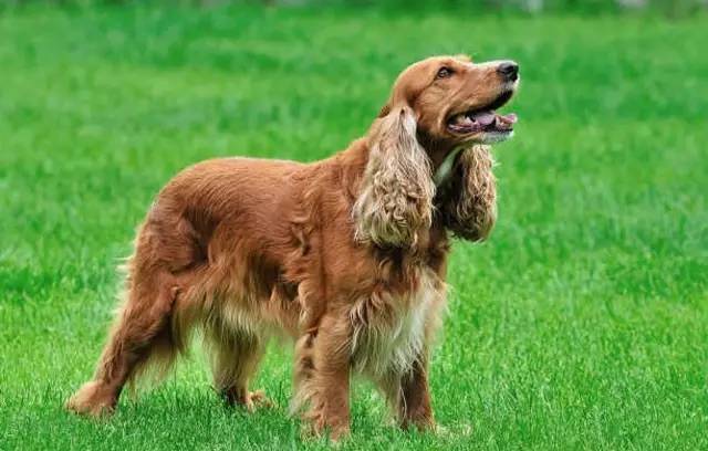 在我心里，这些才是中国最受欢迎的十种狗狗