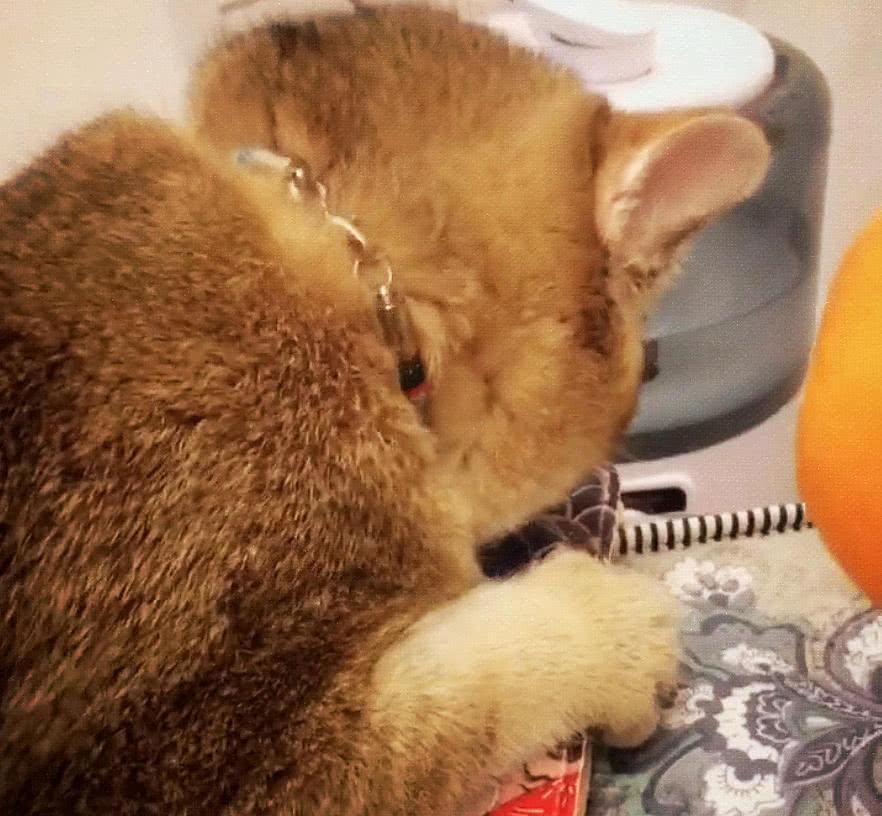 橘猫天天啃iPad后壳, 以为它异物癖, 抢过来一看, 直接笑喷了!