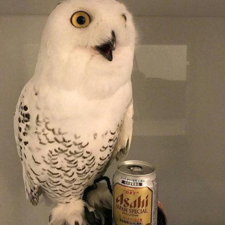 日本网友给宠物猫头鹰喝了啤酒以后 这家伙吓出一堆表情包