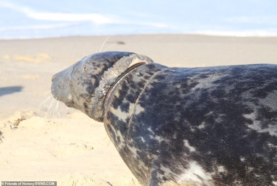 海豹躺在沙滩上伤痕累累, 流下眼泪, 图片揭示了真相