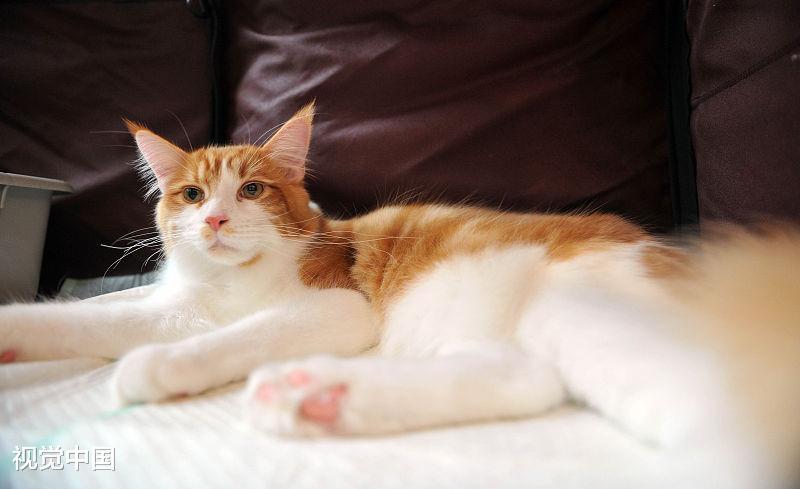 猫咪尾巴的这些作用，铲屎官都知道吗？现在了解还不晚