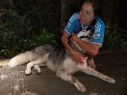 哈士奇失聯，最后在這地方被找到，網友：真不愧是井犬...