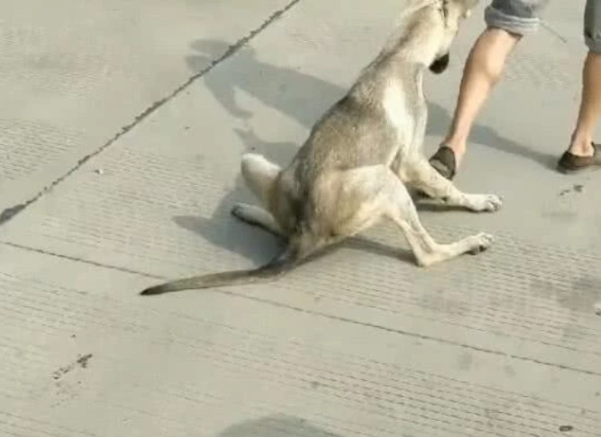 男子打算将养了一年的狗卖掉，结果狗狗在大街上耍无赖