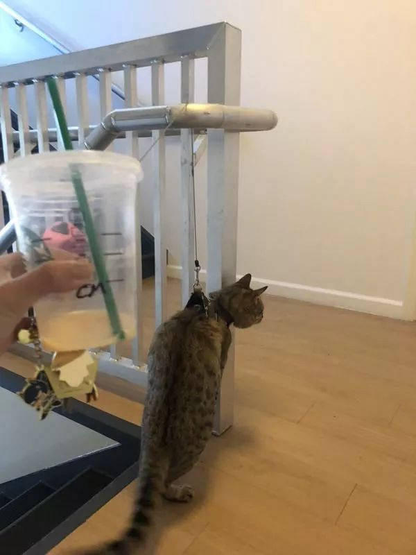 本想带猫咪遛个弯, 不料把猫给溜野了!