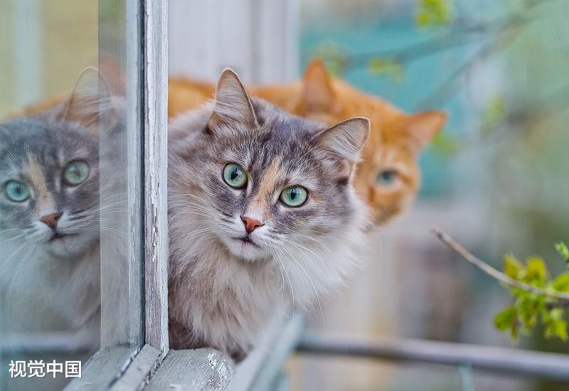分析许多人喜欢猫，却没有养猫的原因，你属于哪一个？