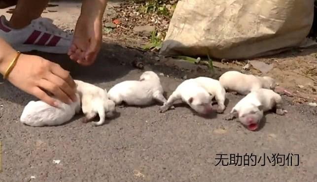 女子下楼倒垃圾时, 听到蛇皮袋里面有怪声, 当她打开后, 顿时愤怒