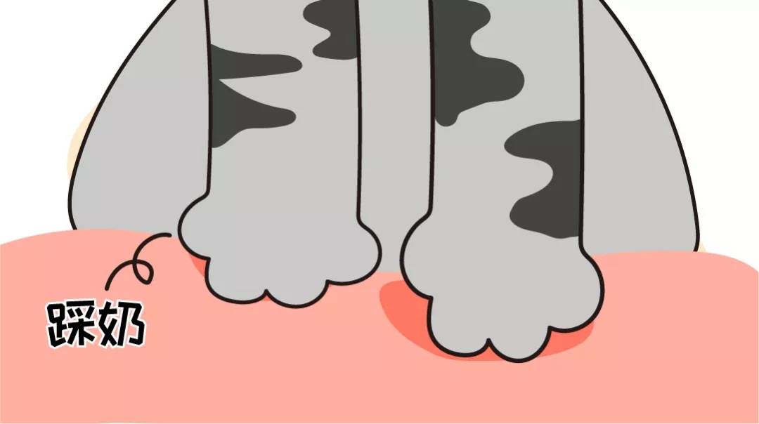 猫咪这个动作，其实是在向你表白！很多人却不知道