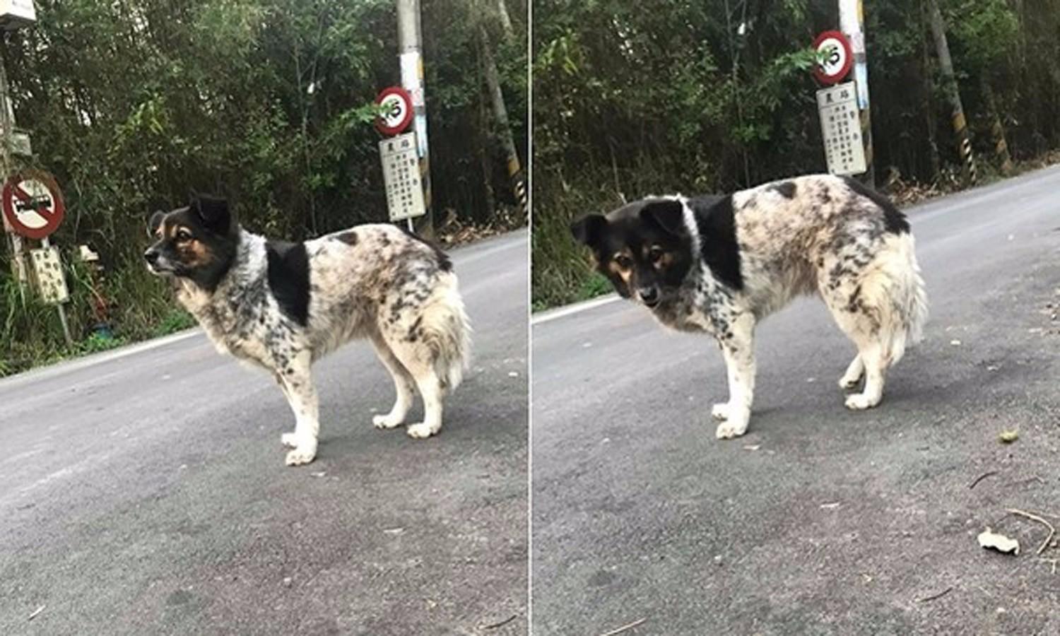 流浪狗无论刮风下雨, 都是呆呆地望着远方, 知道原因后, 我哭了!