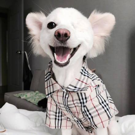 这只颜值超高的狗狗, 因缺少一只眼睛, 无人愿意领养