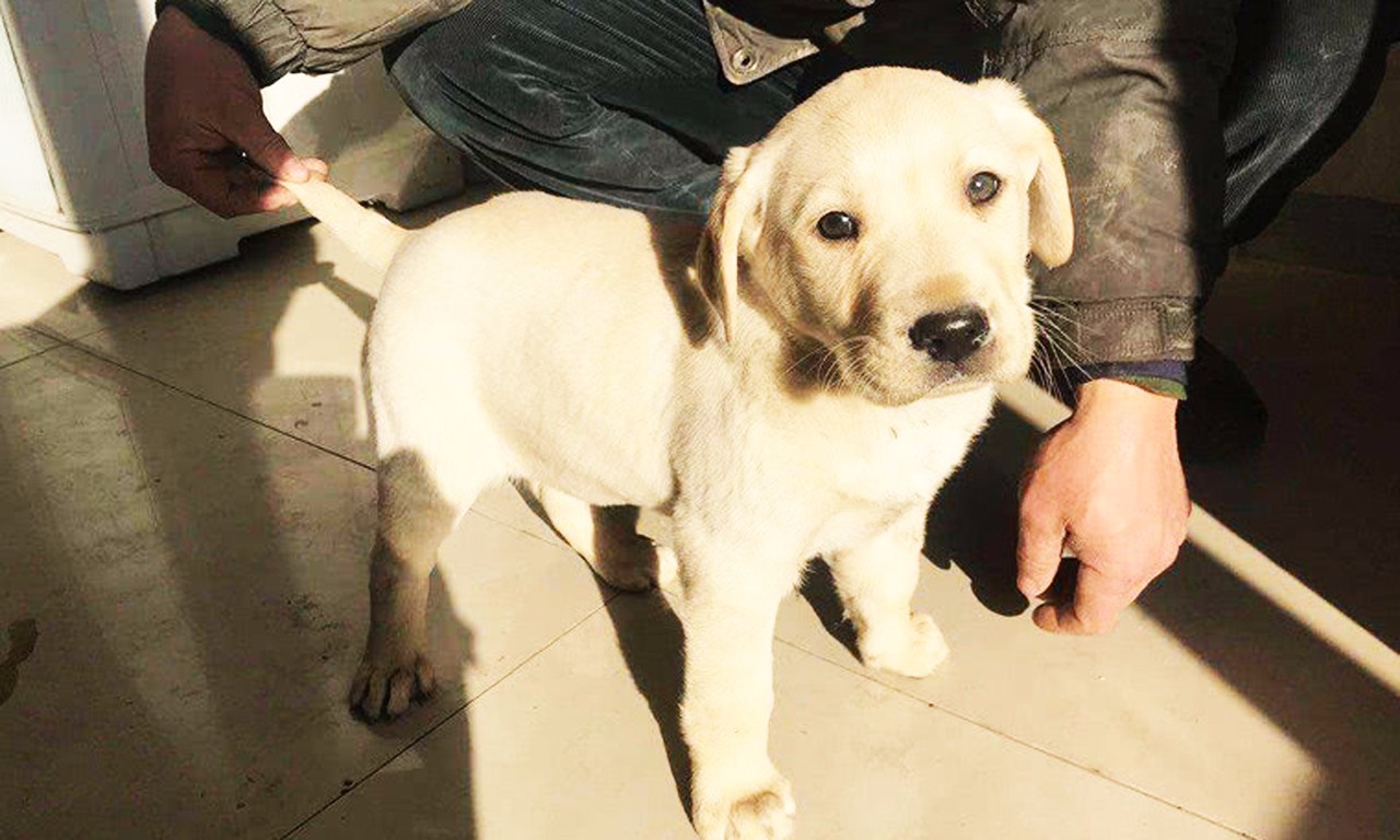 如何分辨网络热议的“星期狗”？懂这3点，就能避免卖家的圈套！