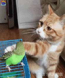 萌宠：好久没有见到这么敬业的猫咪了！?