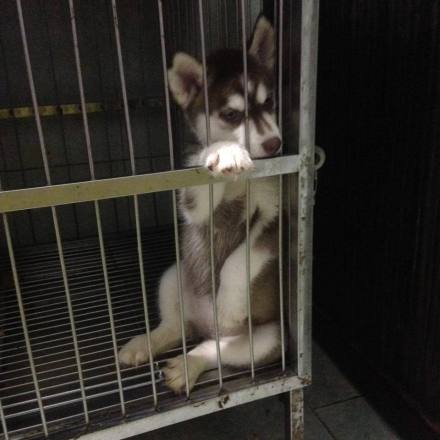 哈士奇生了5只宝宝, 睡姿一个比一个纯, 最后一只不忍直视