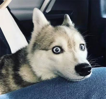 哈士奇和博美生下的孩子，長大后竟變成這樣子，美哭了...