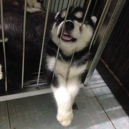 哈士奇生了5只宝宝, 睡姿一个比一个纯, 最后一只不忍直视