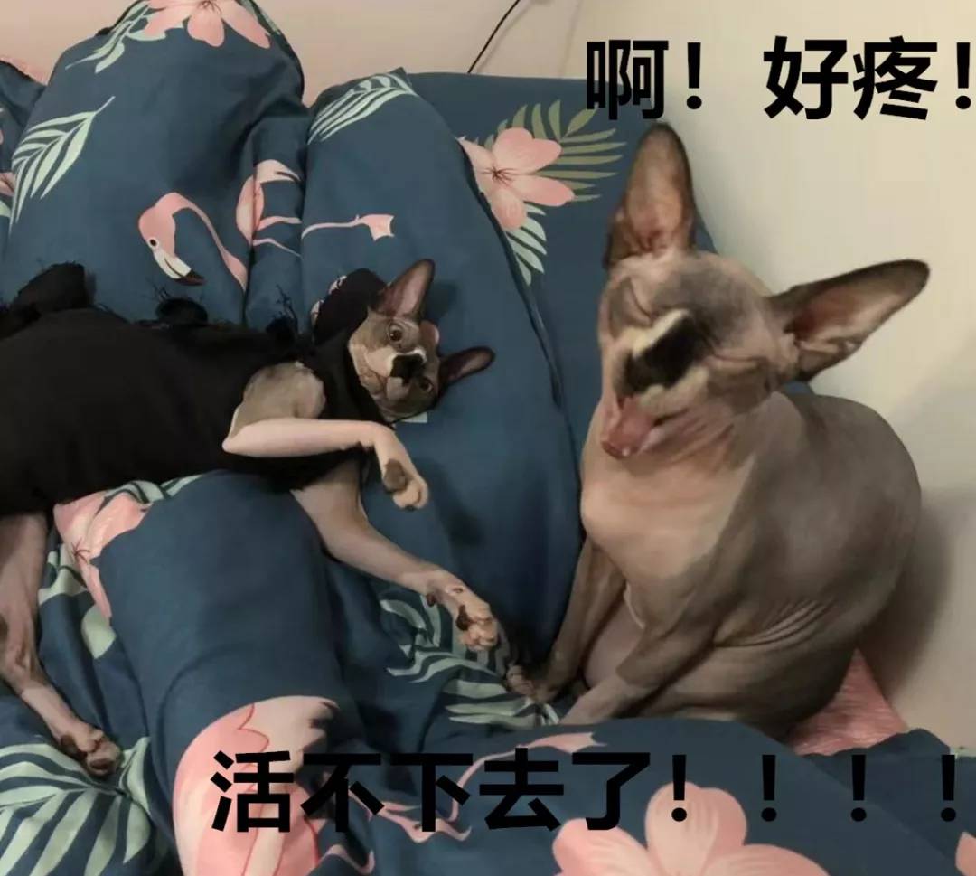 无毛猫的日常生活，带你走近神秘的无毛猫，想养一只吗？
