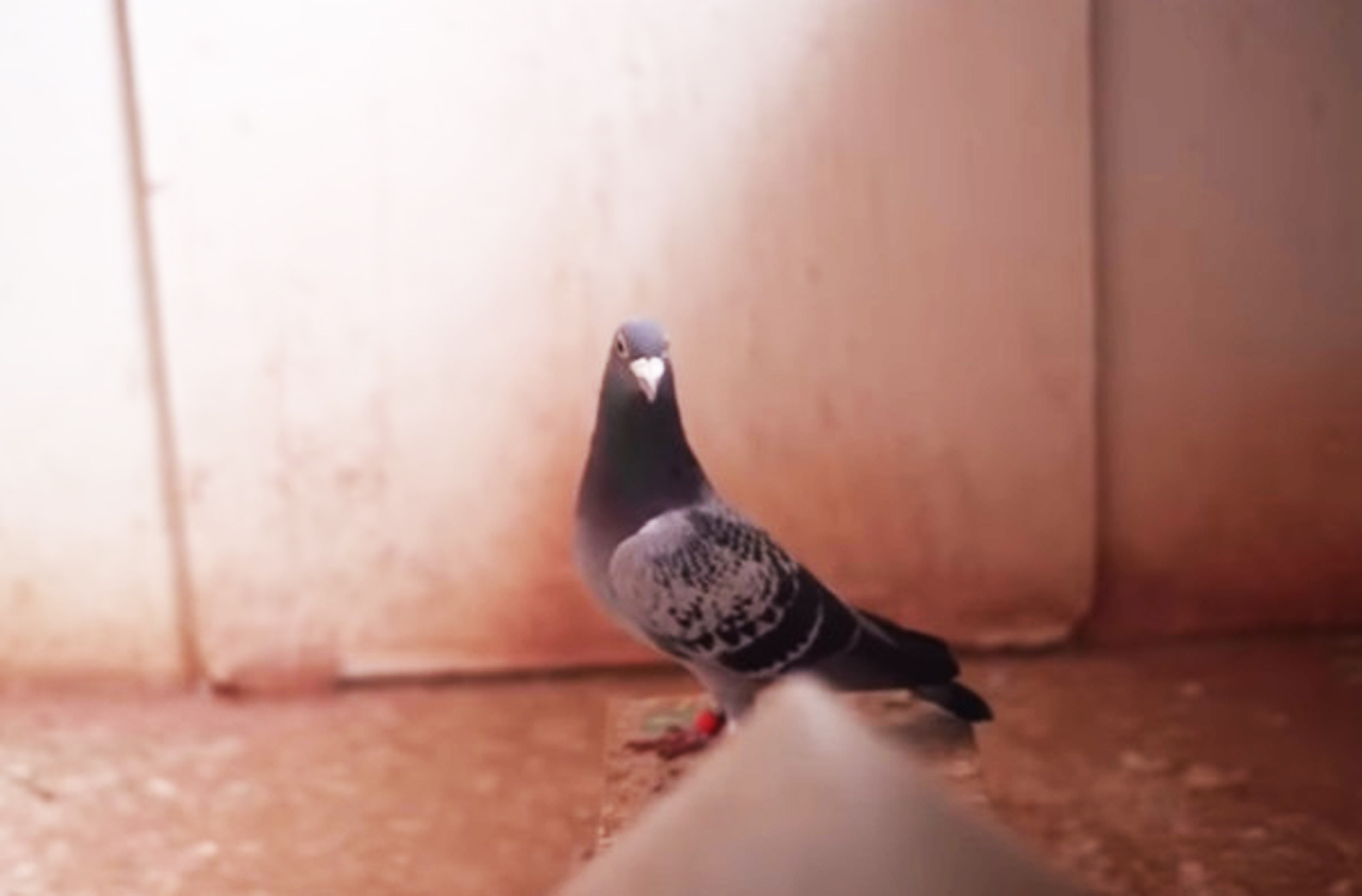 最近国外拍出史上最贵的鸽子，成交价1000万，买家竟是中国人！