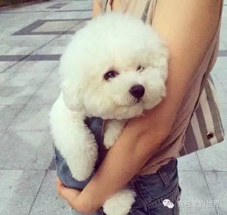 在我心里，这些才是中国最受欢迎的十种狗狗