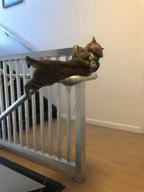 本想带猫咪遛个弯, 不料把猫给溜野了!