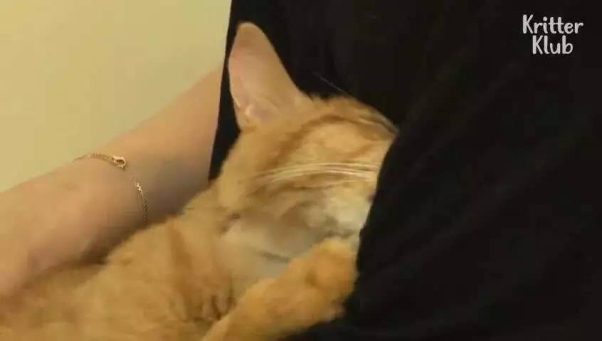 橘猫被遗弃后伤心不已，拒绝进食，暴瘦成纸片，幸好遇见了她