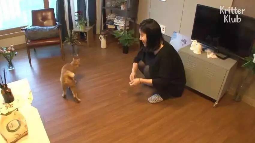 橘猫被遗弃后伤心不已，拒绝进食，暴瘦成纸片，幸好遇见了她