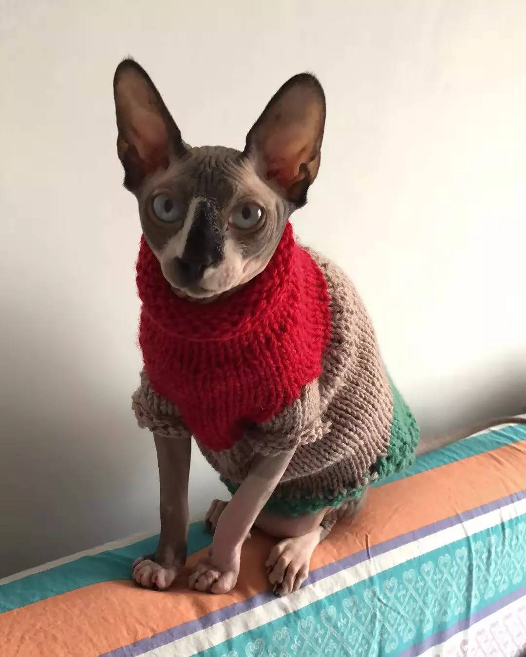 无毛猫的日常生活，带你走近神秘的无毛猫，想养一只吗？