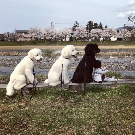 三只巨贵给女孩当玩伴又当保镖 又来骗我养狗生女儿了