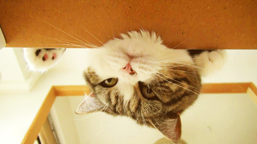 都快忘记猫的真实长相了，你们这群人太调皮了