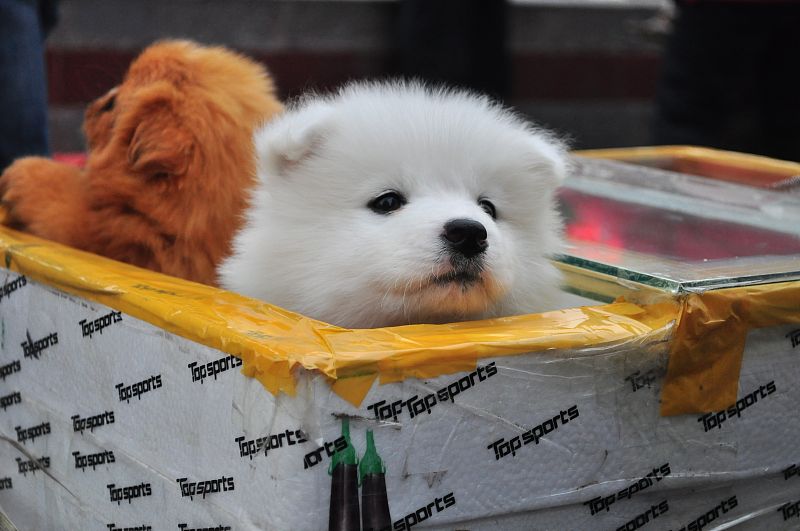 “犬瘟热”是狗生的一个坎，熬过去就赢了熬不过去就输了