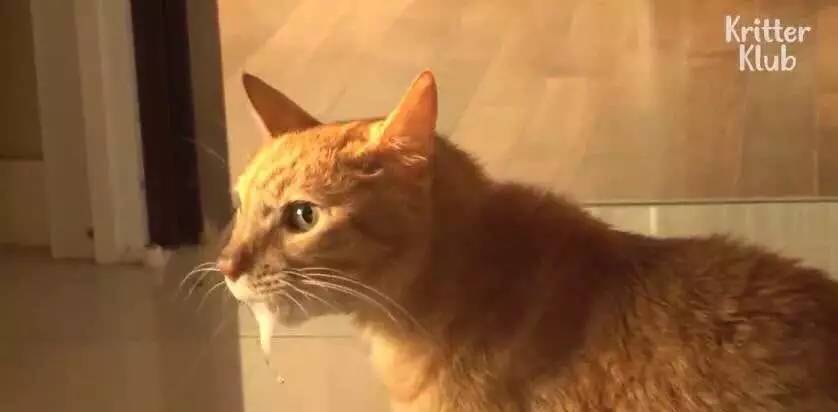 橘猫被遗弃后伤心不已，拒绝进食，暴瘦成纸片，幸好遇见了她