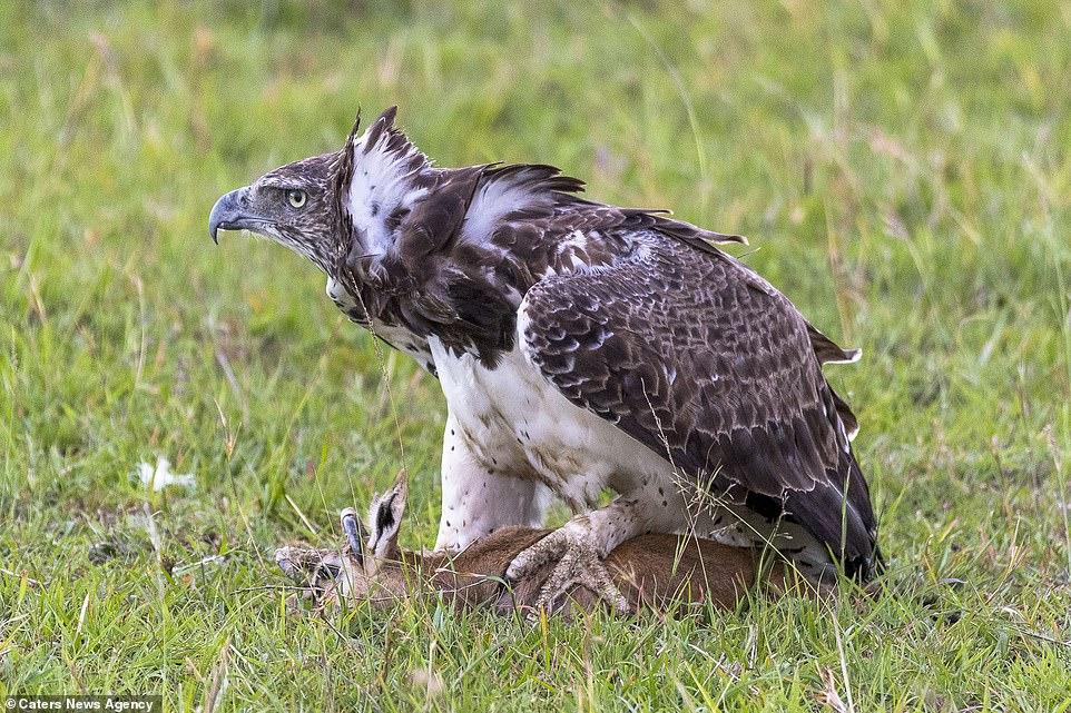 母羚羊亲眼看到自己的孩子被巨鹰吃掉, 结局感人