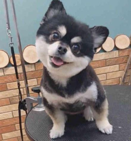 博美被哈士奇强上生下混血, 一看长相让人笑喷, 难怪没人要