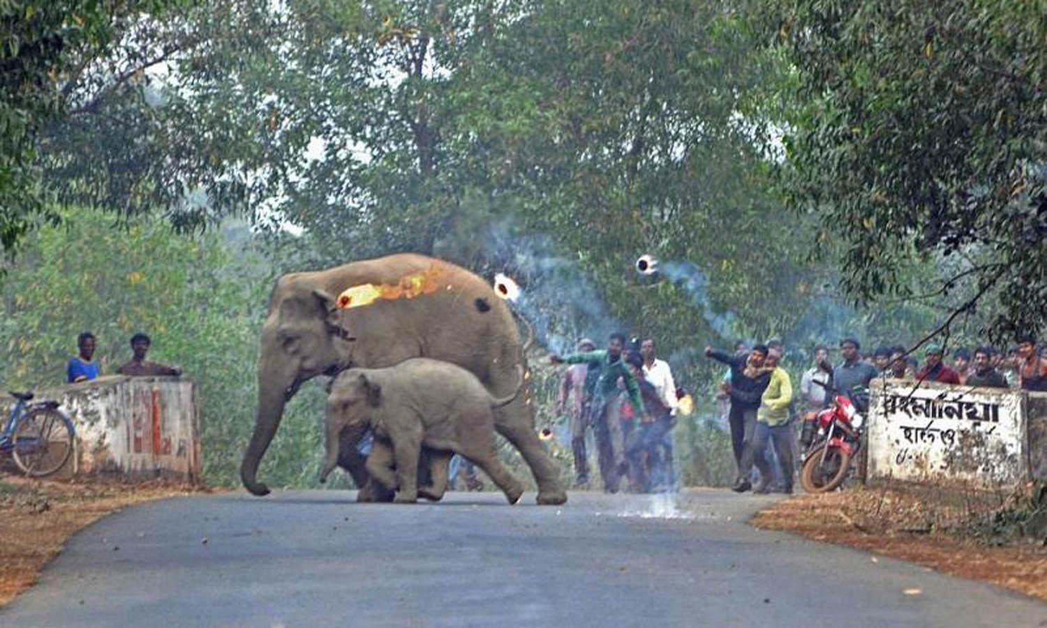野生象群误入村落, 印度村民直接用汽油弹烧烫, 画面让人非常气愤
