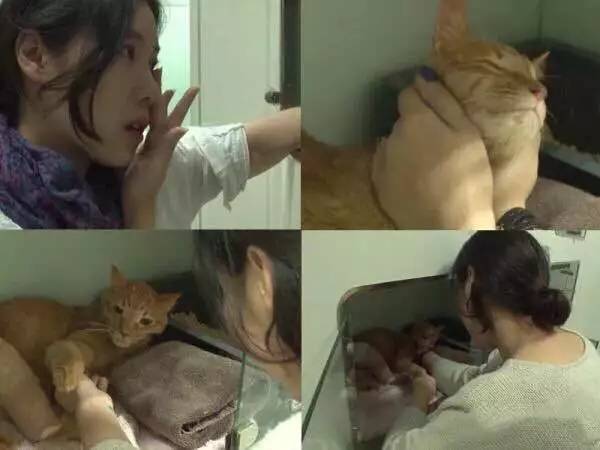 橘猫被遗弃后伤心不已，拒绝进食，暴瘦成纸片，幸好遇见了她