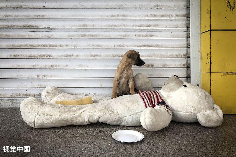 不知道吧？狗狗也有“厌食症”，主人要知道原因和解决办法