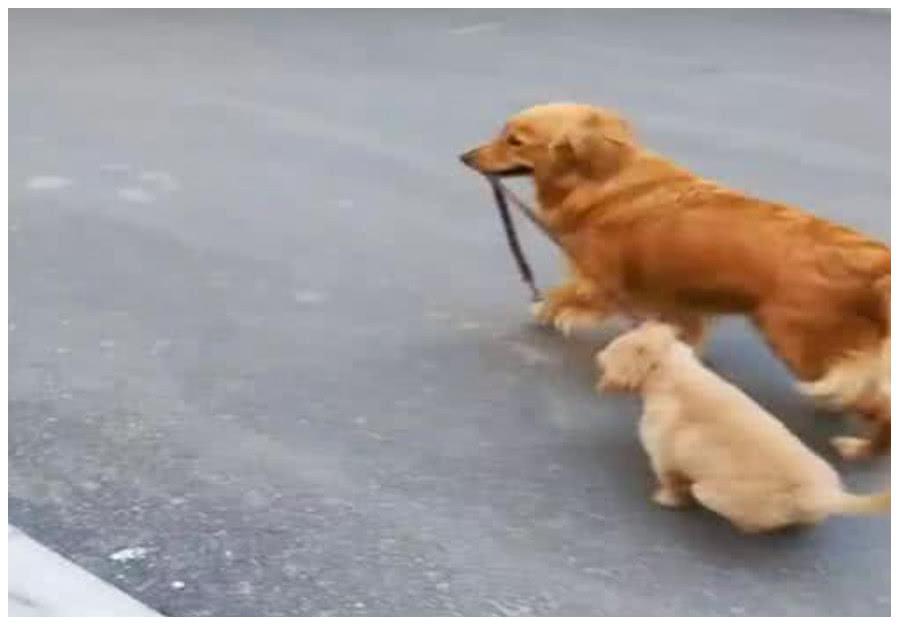 主人早上起床, 发现金毛不见, 急忙冲出去找, 真相让主人直接泪奔