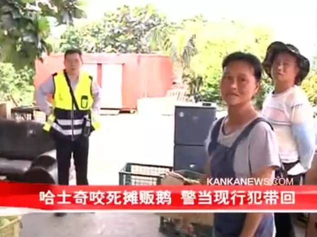 哈士奇又驚動民警了！細數哈士奇的罪狀