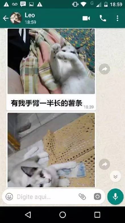 都快忘记猫的真实长相了，你们这群人太调皮了