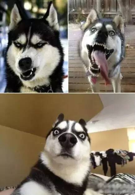 在我心里，这些才是中国最受欢迎的十种狗狗