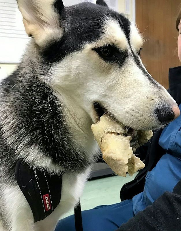 “犬瘟热”是狗生的一个坎，熬过去就赢了熬不过去就输了