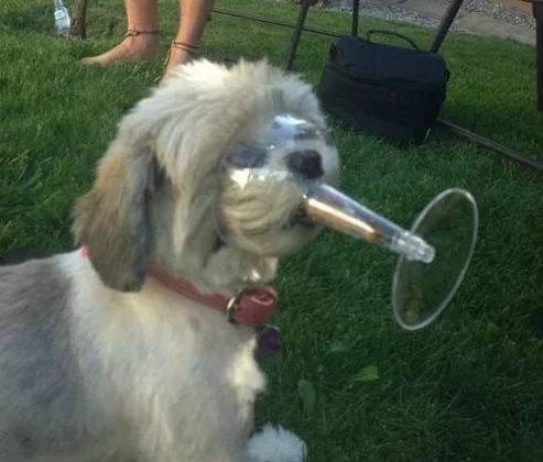 萌宠：好久没有见到这么敬业的猫咪了！?