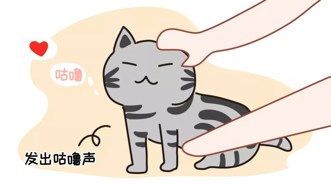 猫咪这个动作，其实是在向你表白！很多人却不知道