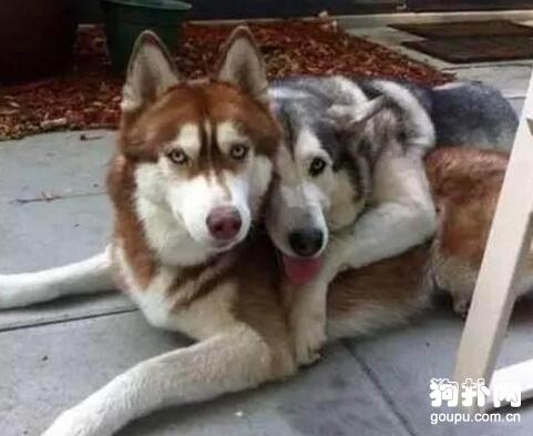 二哈的另一面 談戀愛也瘋狂！