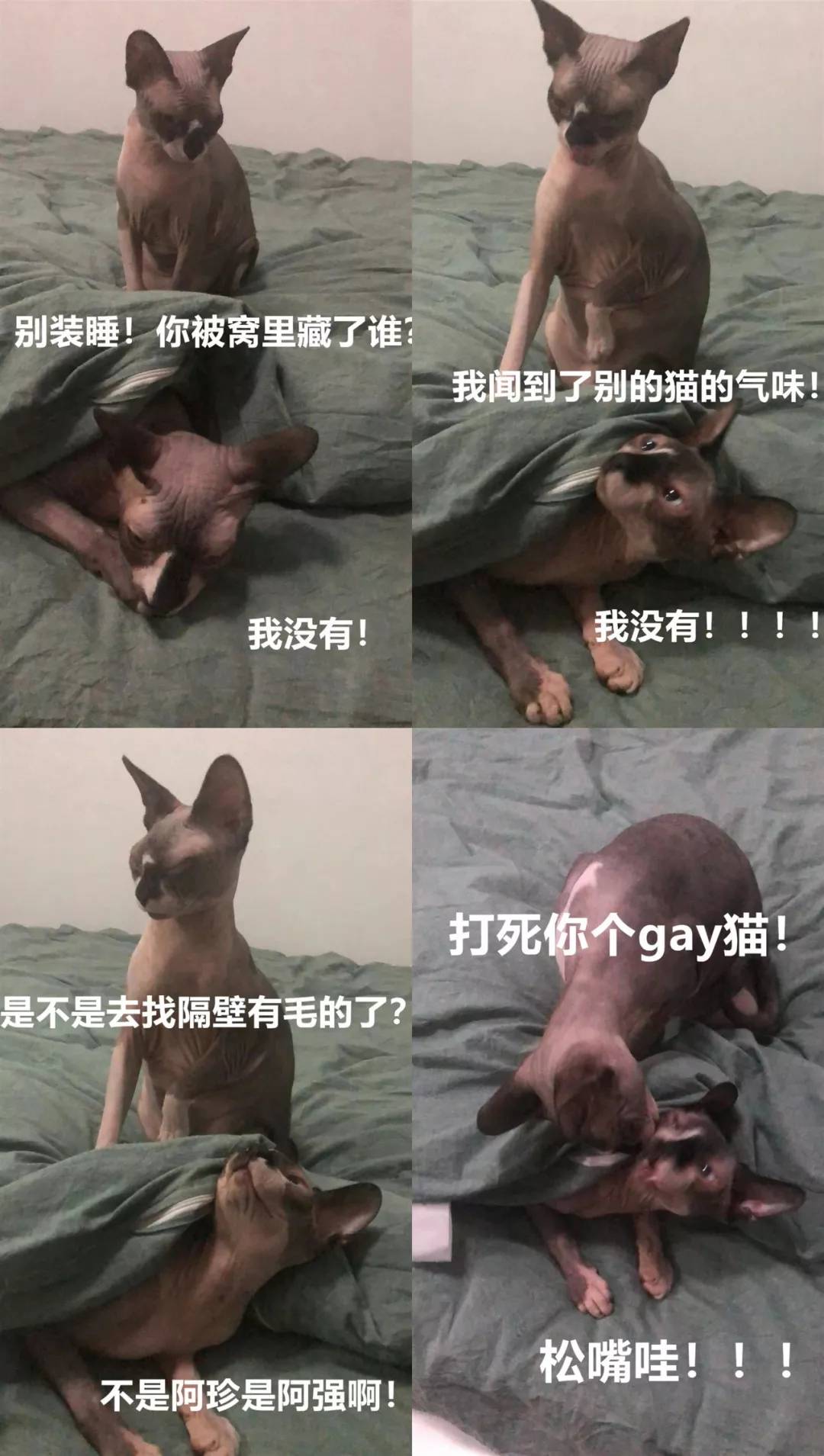 无毛猫的日常生活，带你走近神秘的无毛猫，想养一只吗？
