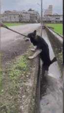 狗狗突然跳入水沟，吓得主人一身冷汗，下一秒却笑出猪叫声！