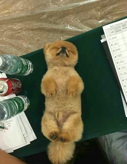 网友带狗狗去参加美容师大赛, 本想夺冠, 它居然中途睡着了