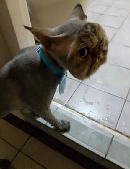 网友把猫咪送去美容, 去商场一小时回来后, 看到气到跺脚