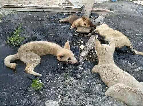 男子发现四只流浪狗, 趴在地上晒太阳, 但走近一看, 直接泪奔!